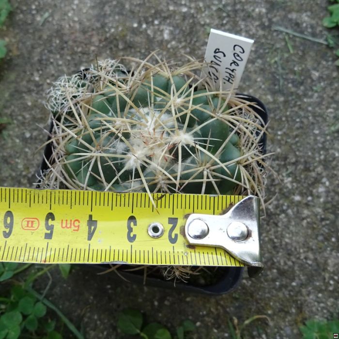 Coryphantha sulcolanata 30-velikost.jpg